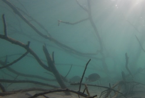 Photo from camera of fish underwater