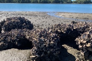 photos of shells on the shore