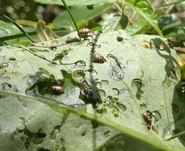 Chewing those invasive weeds away! Biocontrol beetle release to support SEQ native vegetation
