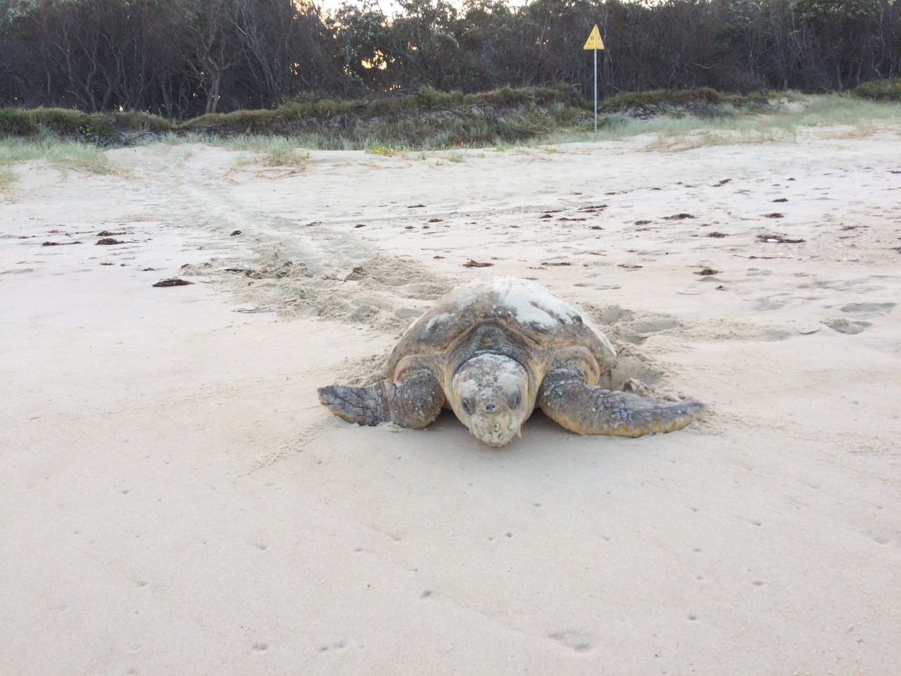 Small turtle on Woorim Beach