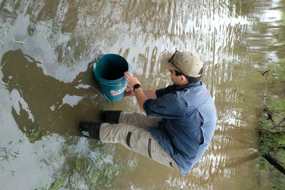 Cod release party 2024 men releasing cod fingerlings