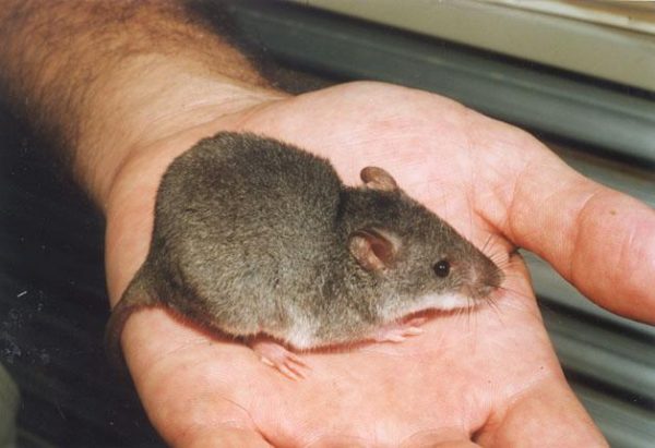 Critters that call the Moreton Bay Ramsar Wetland home: the Water mouse (Xeromys myoides)