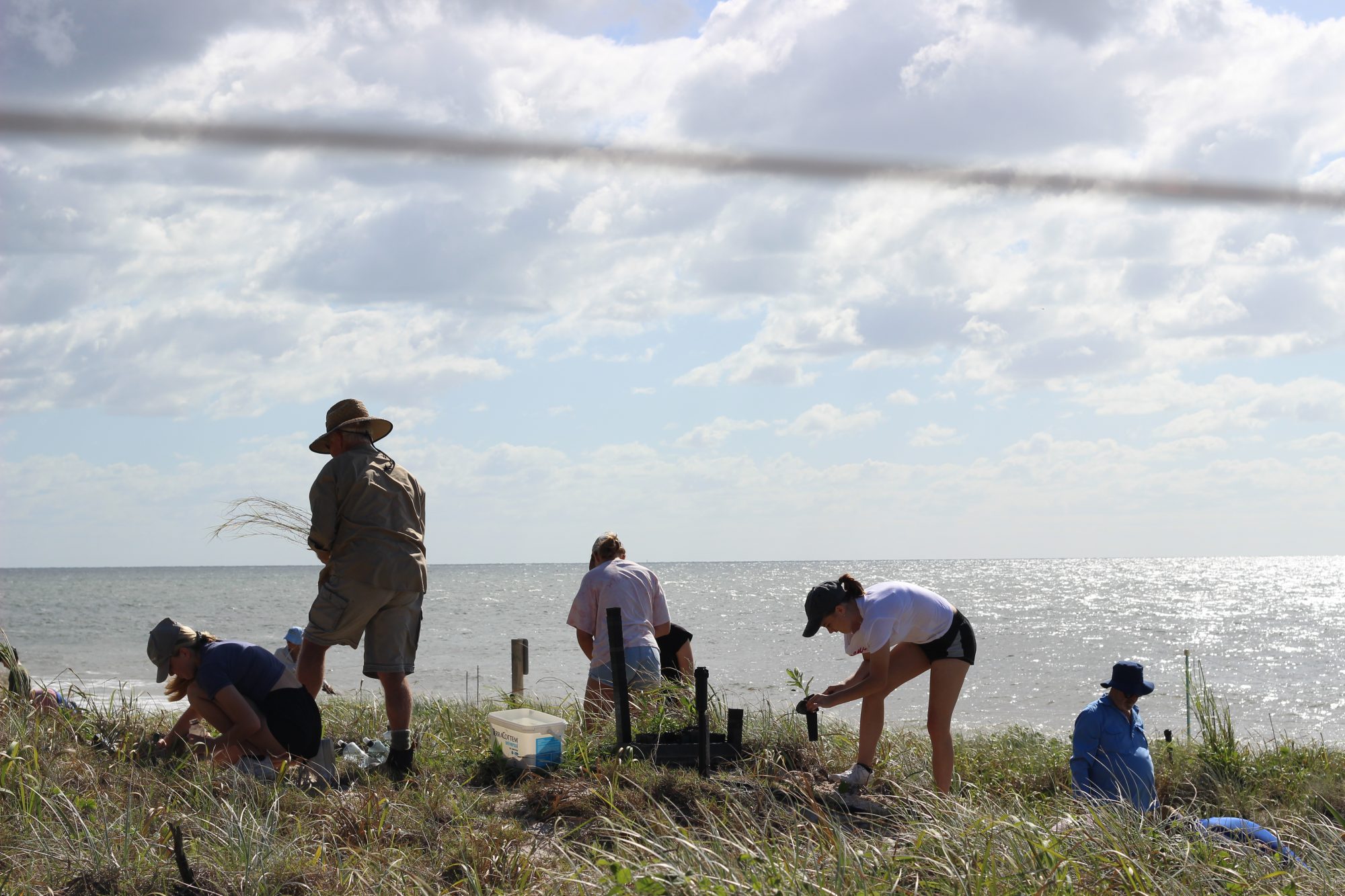 Enhancing sand dunes for turtle nesting on Bribie Island
