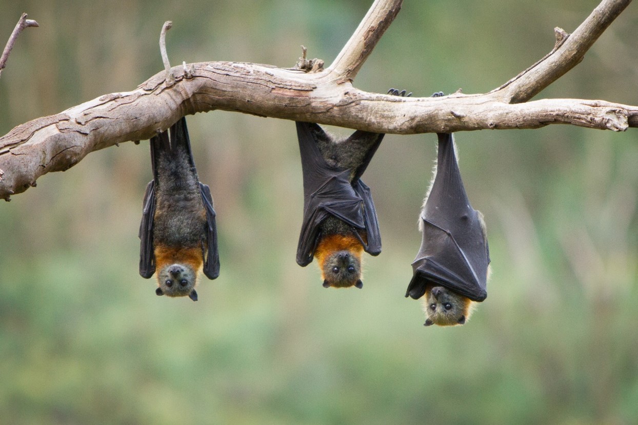 Funding boost for SEQ flying-fox management programs