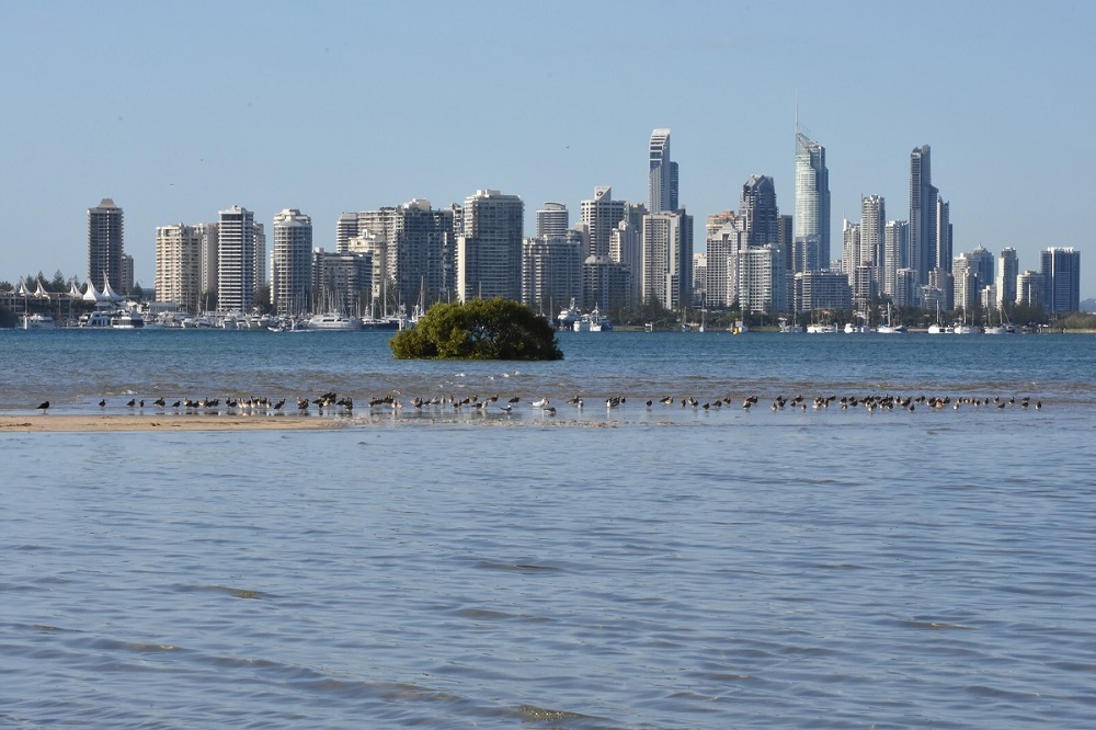 Gold Coast Island providing crucial habitat for migratory shorebirds in need of protection