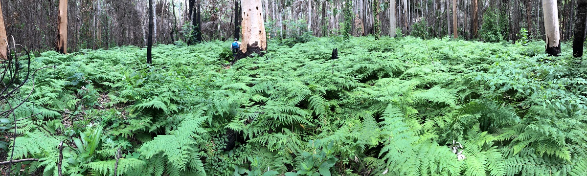 Healthy Land & Water’s Bushfire Recovery projects underway