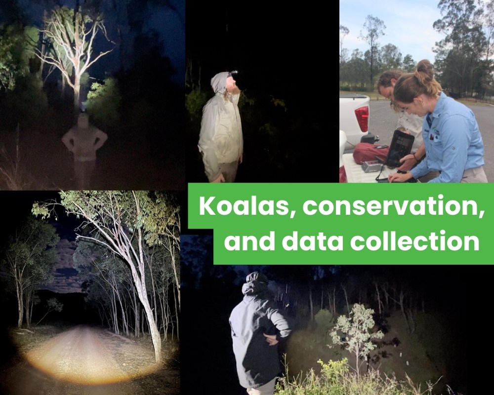 Playing Where’s Wally: Koalas, conservation, and data collection