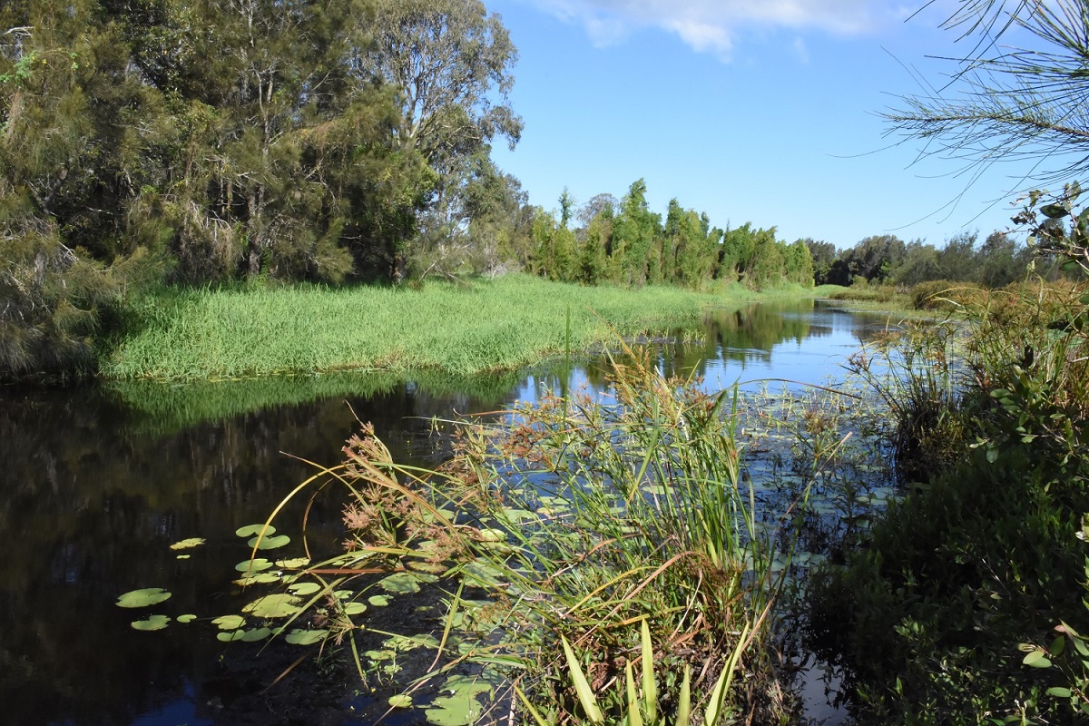 Life returns to Pimpama River restoration site