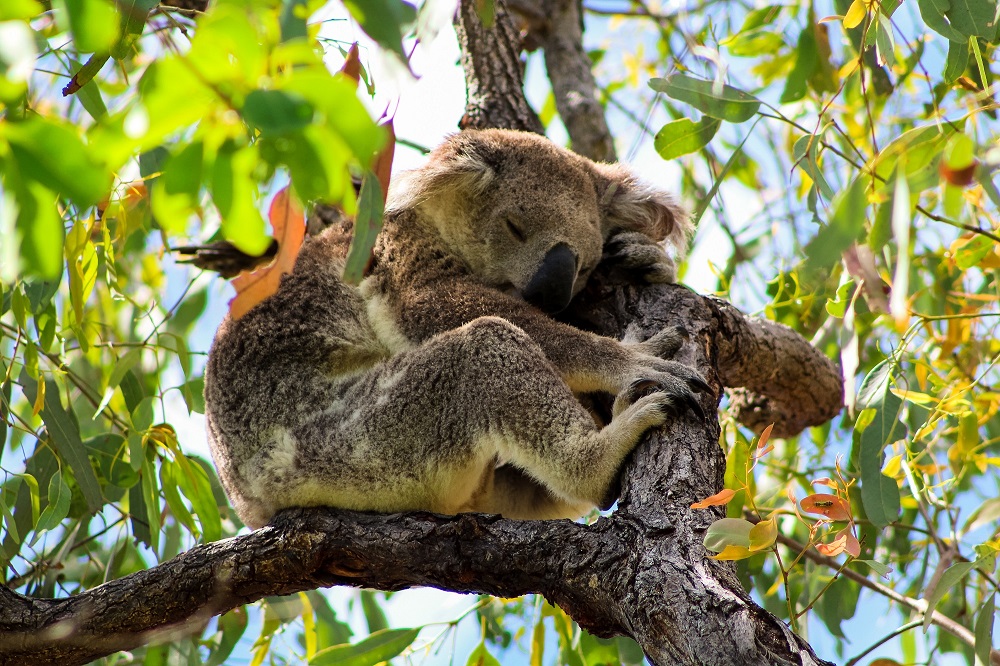 Much needed koala protection project kicks off in Queensland