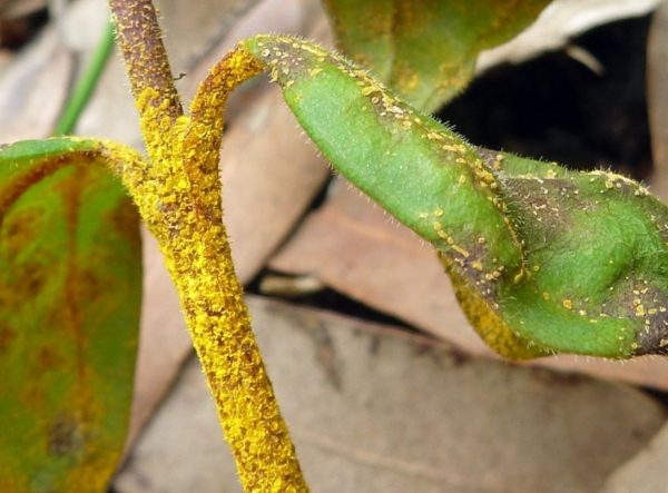 ‘Myrtle Rust – The silent killer’ – A video by the Australian Network for Plant Conservation