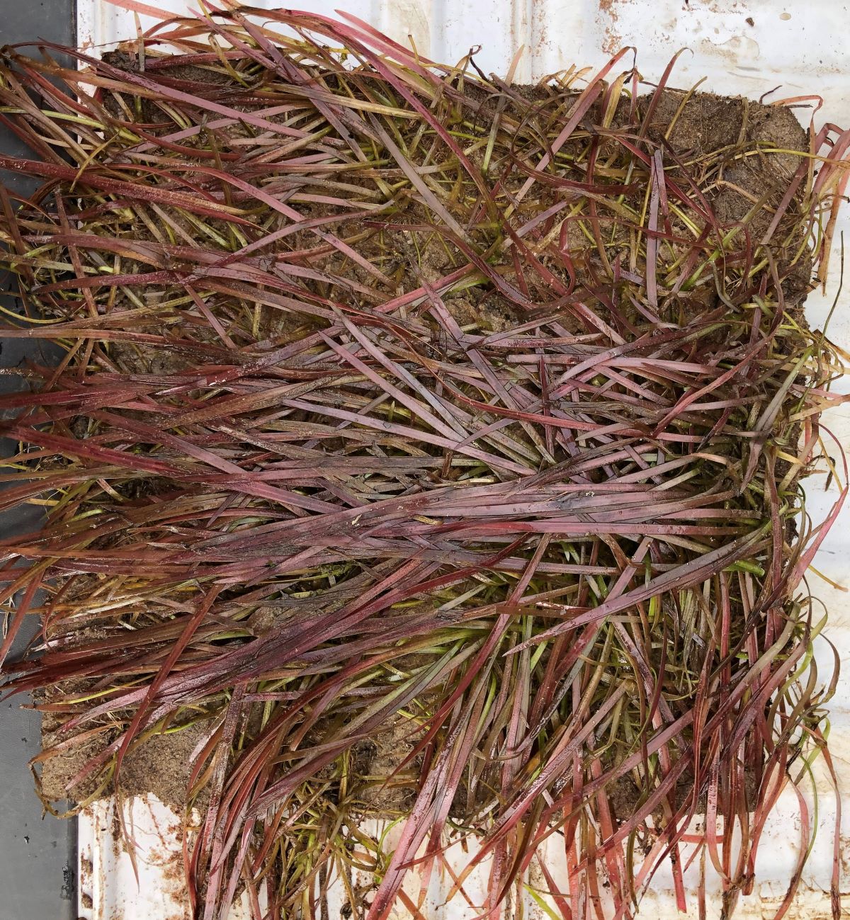 Planting Tile before