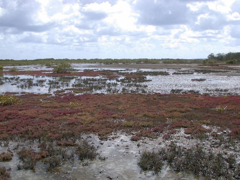 Protecting Nature’s kidneys: Saltmarsh and intertidal mudflats in the Moreton Bay Ramsar wetland