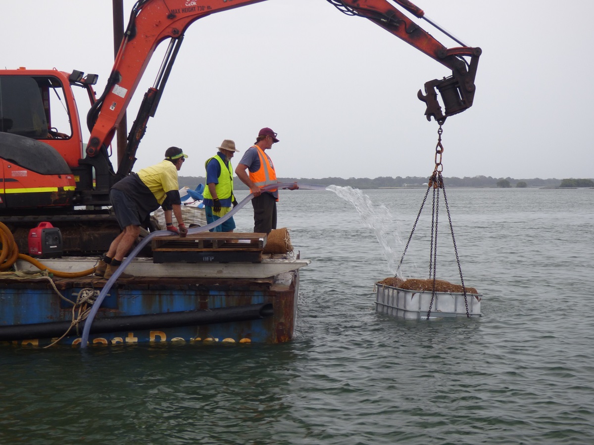 Pumicestone Shellfish Habitat Restoration Project showing positive results