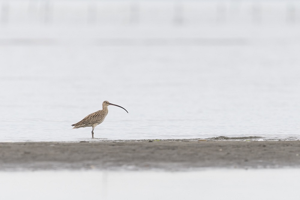 The flight of the shorebirds: Protecting our amazing migratory shorebirds