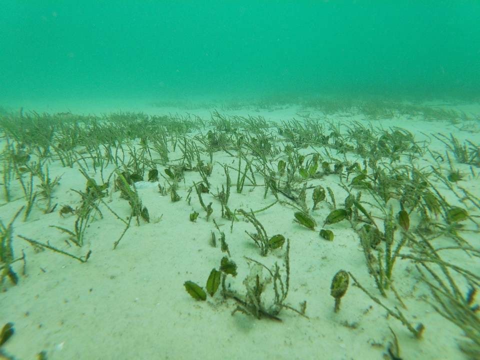 The return of seagrass to Quandamooka (Moreton Bay): An internationally significant achievement