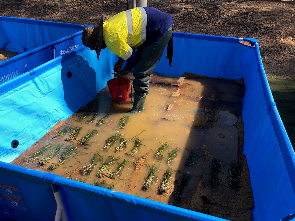 Unexpected roadblock leads to innovative solution for lungfish