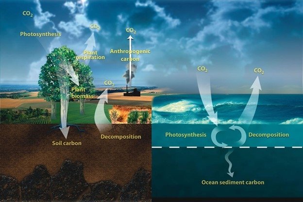 Decoding the carbon cycle: How it shapes our climate and our future