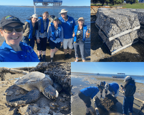 Port of Brisbane welcomes 765 mini reefs made from recycled shellfish shells to restore habitat and water quality!