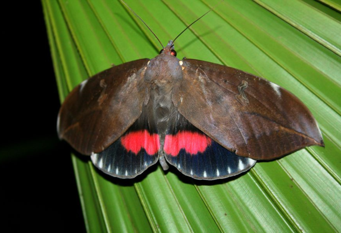 Protecting the Southern Pink Underwing Moth in Queensland