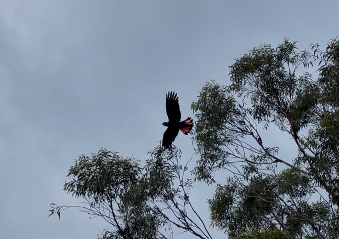 Threatened Species Resilience Program