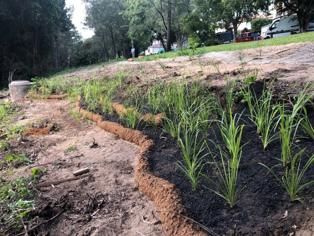 Urban Rewilding Program