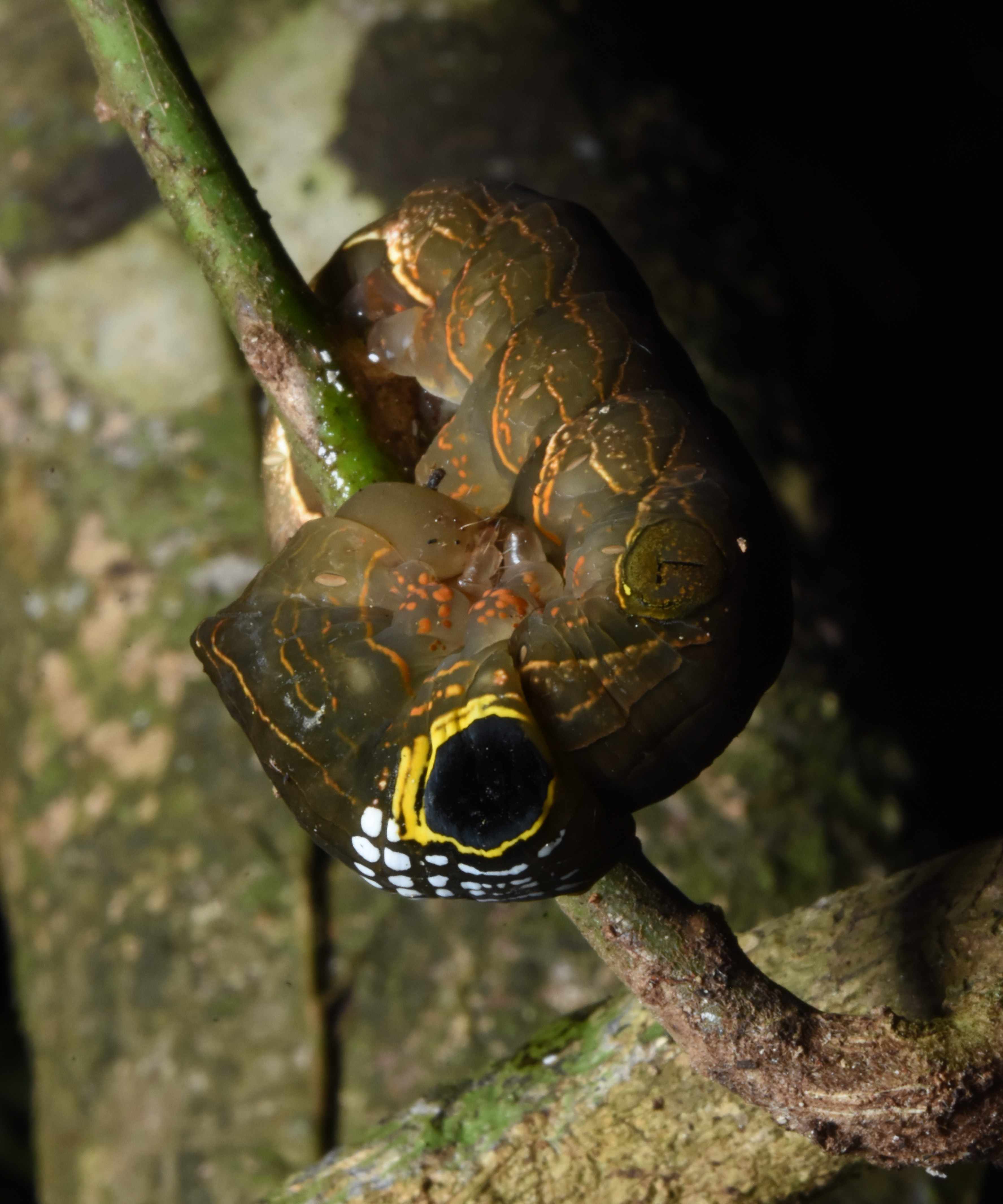 New Ramsar project 2025_photo with mangrove at sunset