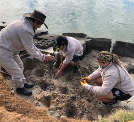 Photo of people planting native plants to revegetate on riverbank