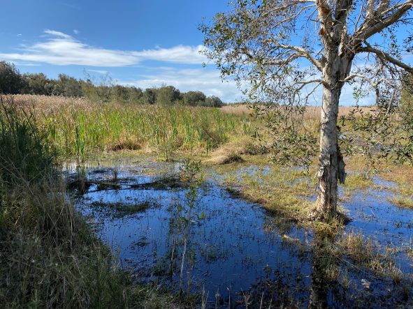saltmarsh nathan road