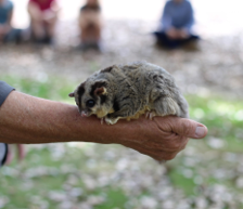 glider on a workshop participant's hand